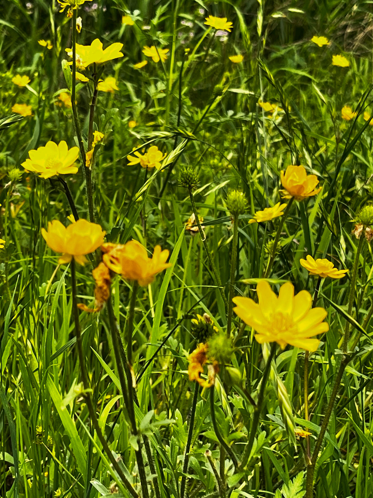 Yellow Wildflowers in Bloom – Digital Download