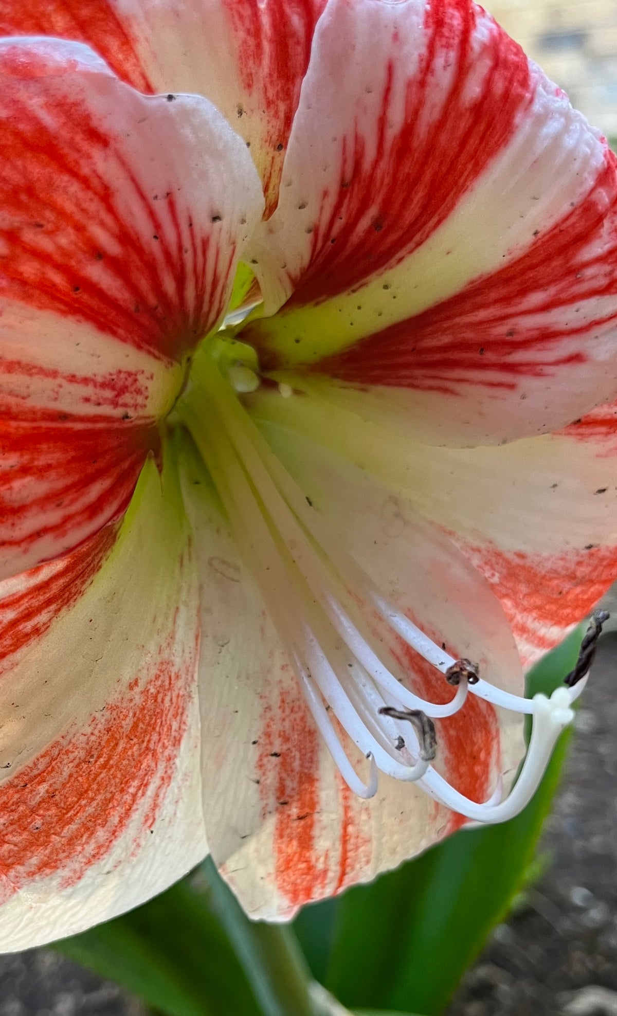 Striped Amaryllis Macro – 2-Photo Digital Download Set