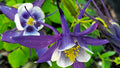 Blue Columbine Garden – 3-Photo Digital Download Set