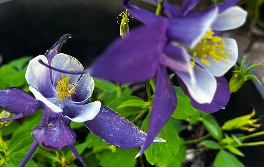Blue Columbine Garden – 3-Photo Digital Download Set