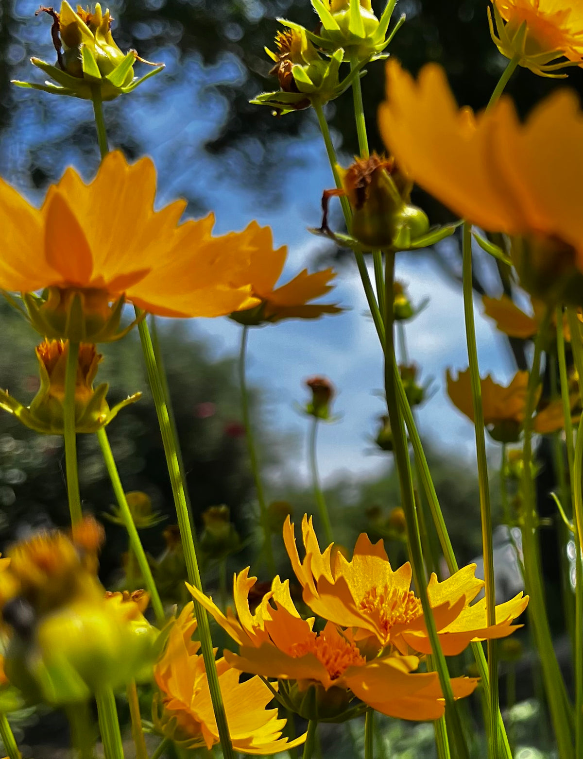 Golden Coreopsis in Summer Sun – 2-Photo Digital Download Set