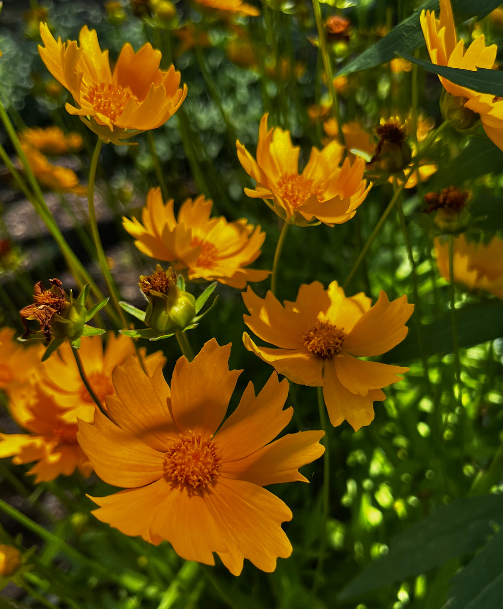 Golden Coreopsis in Summer Sun – 2-Photo Digital Download Set