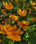 Golden Coreopsis in Summer Sun – 2-Photo Digital Download Set