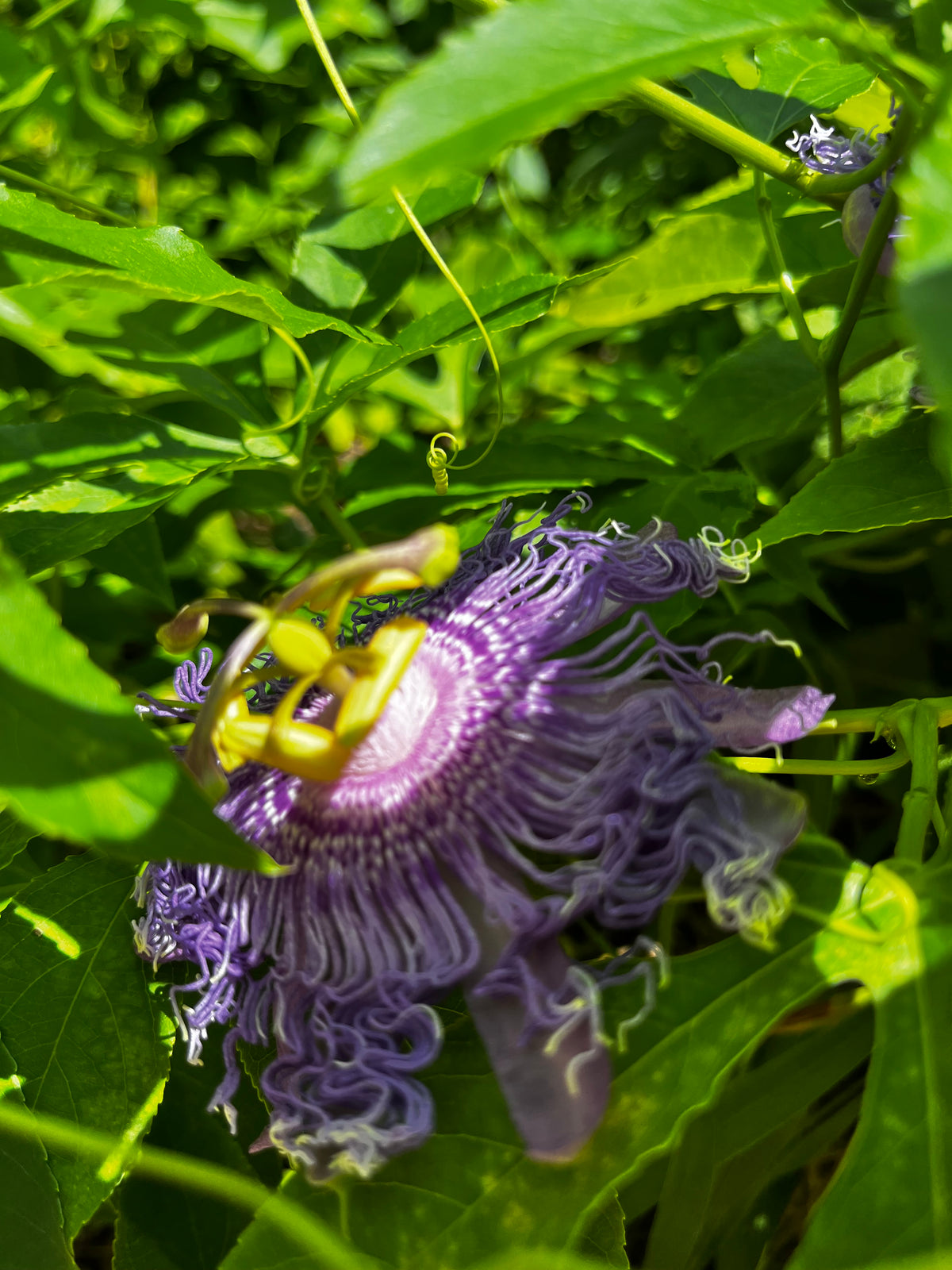 Passionflower in the Wild – 2-Photo Digital Download Set