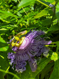 Passionflower in the Wild – 2-Photo Digital Download Set
