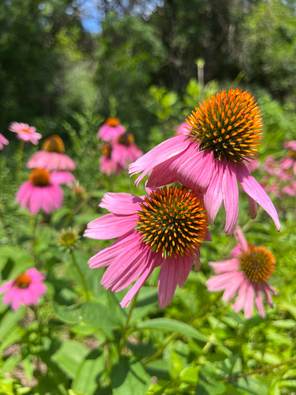 Purple Coneflower Meadow – 2-Photo Digital Download Set