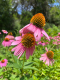Purple Coneflower Meadow – 2-Photo Digital Download Set