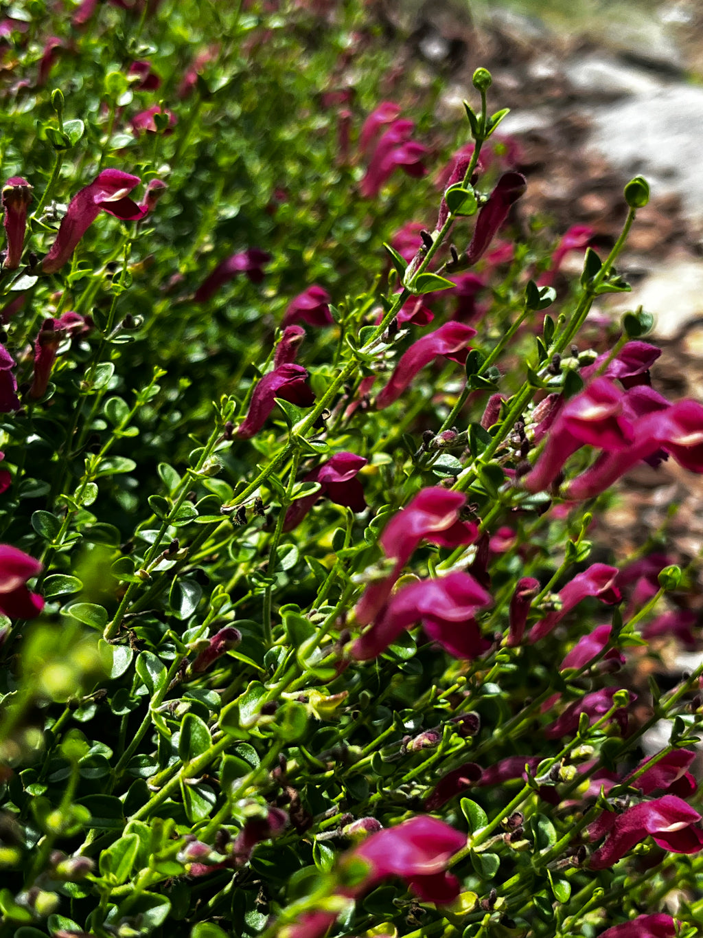 Crimson Broom Shrub in Bloom – 2-Photo Digital Download Set