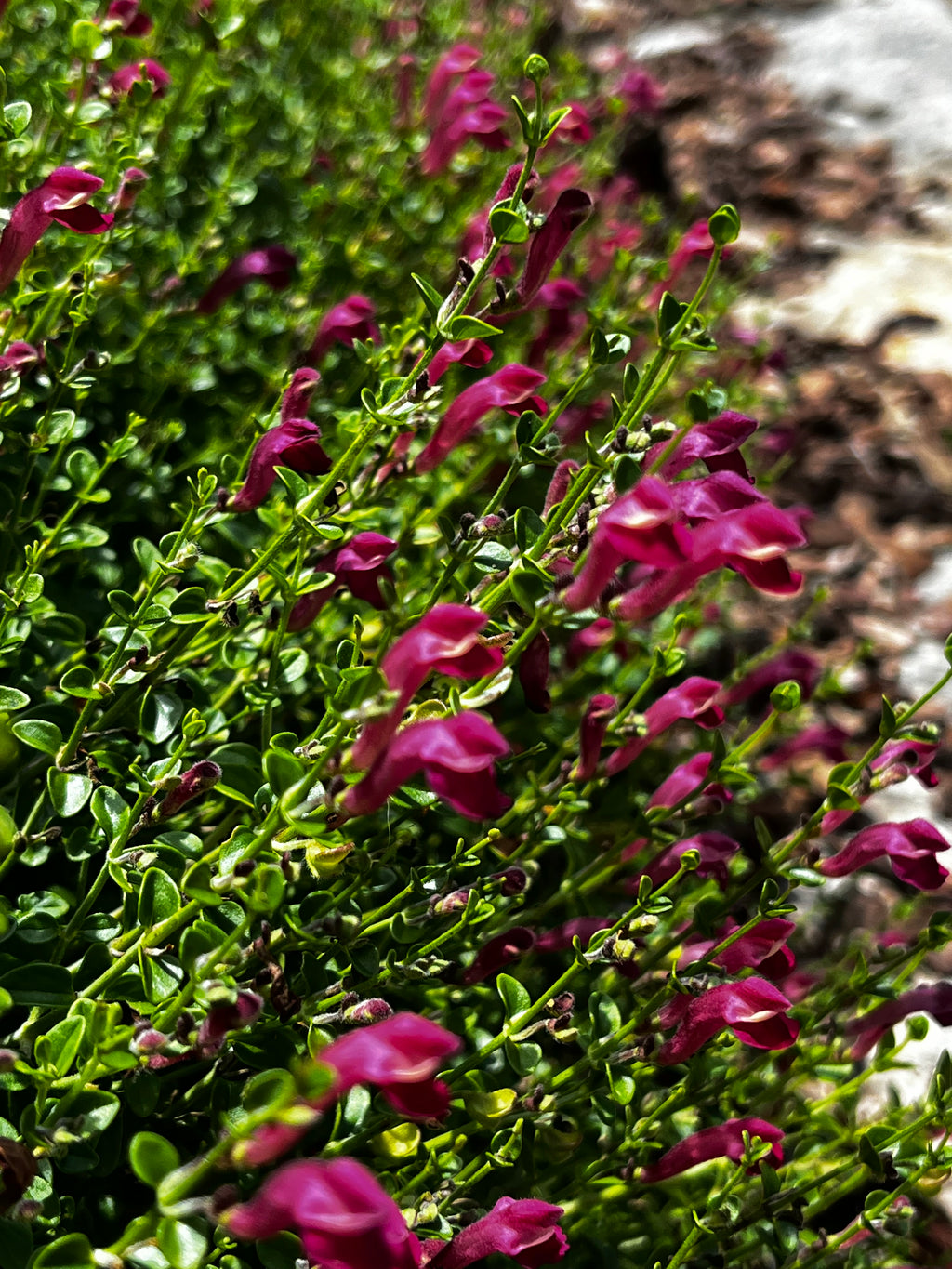 Crimson Broom Shrub in Bloom – 2-Photo Digital Download Set