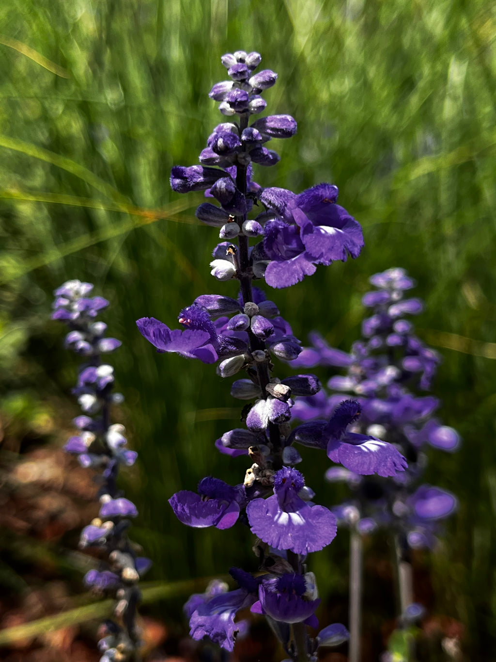 Blue Salvia Spires in the Garden – 2-Photo Digital Download Set