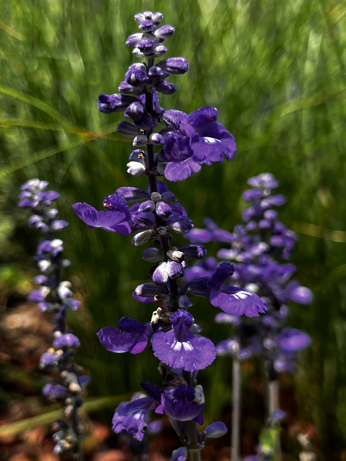 Blue Salvia Spires in the Garden – 2-Photo Digital Download Set