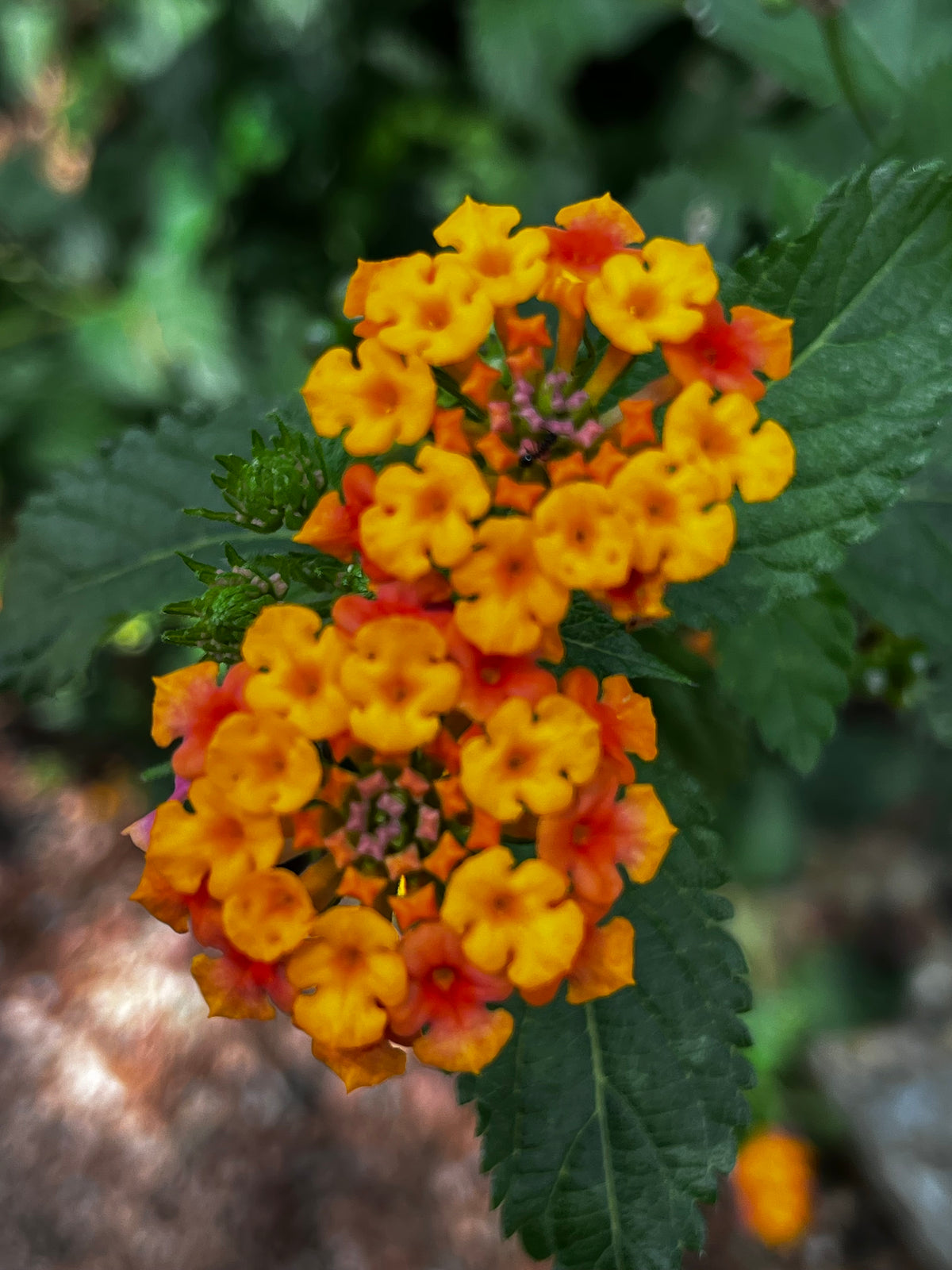 Lantana in Full Bloom – Digital Download