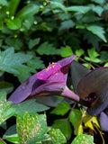 Black Calla Lily in Bloom – Digital Download