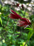 Crimson Alstroemeria Opening – Digital Download