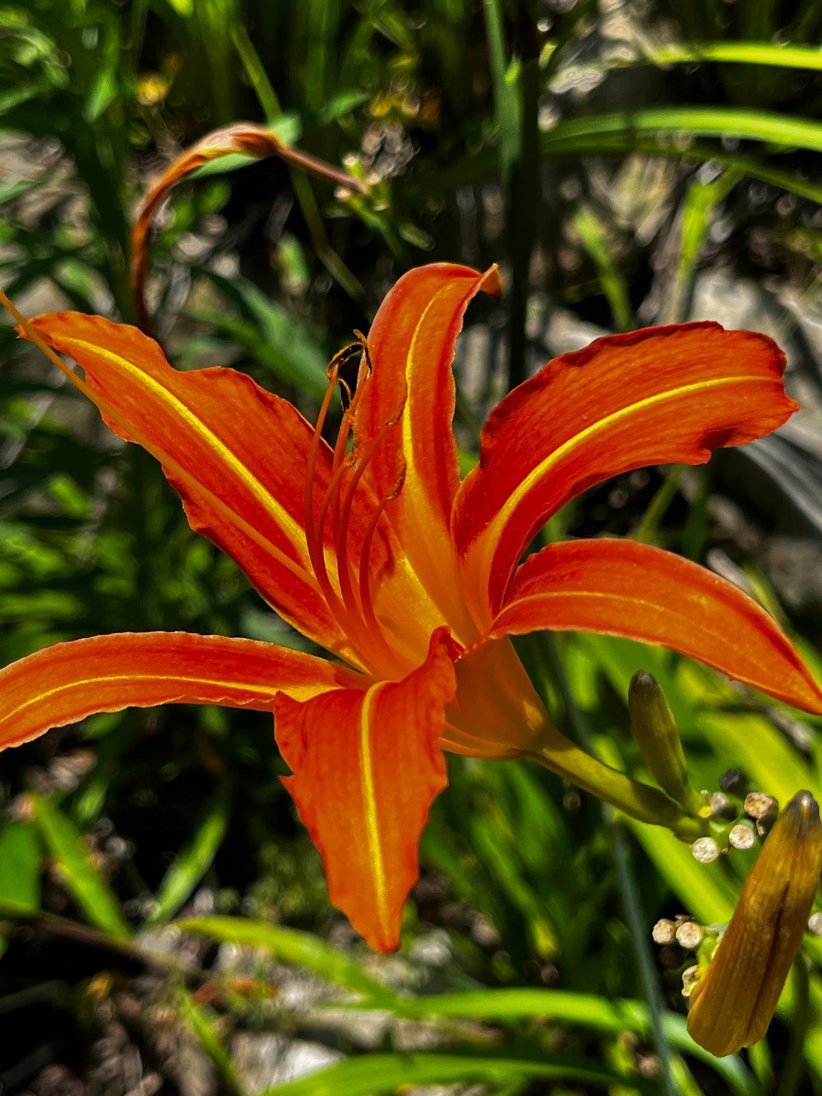 Orange Daylily in Sunlight – 3-Photo Digital Download Set