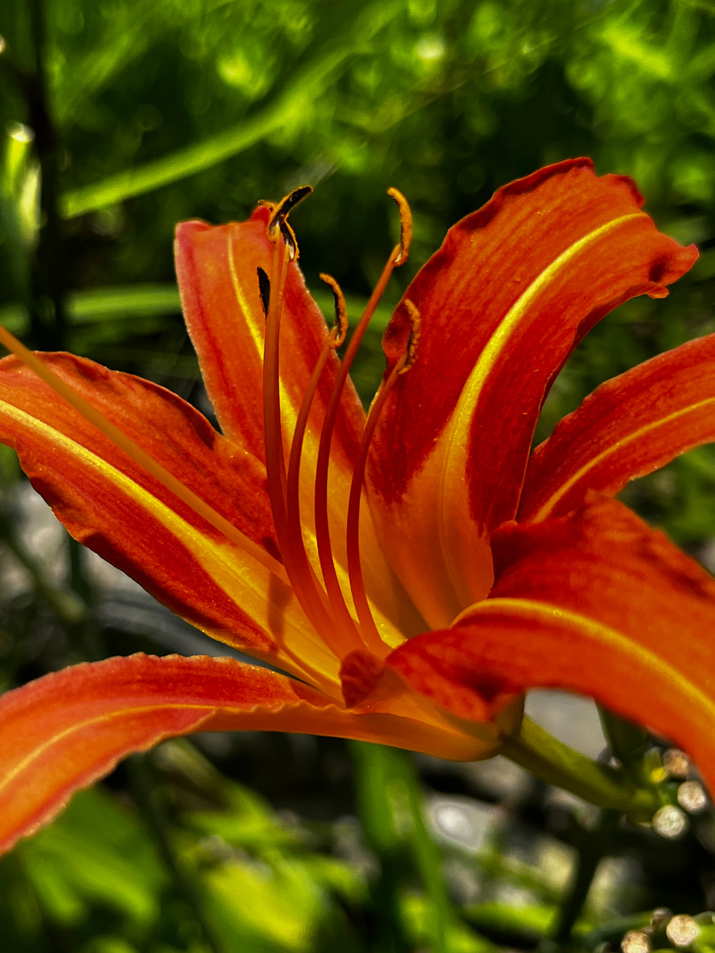 Orange Daylily in Sunlight – 3-Photo Digital Download Set