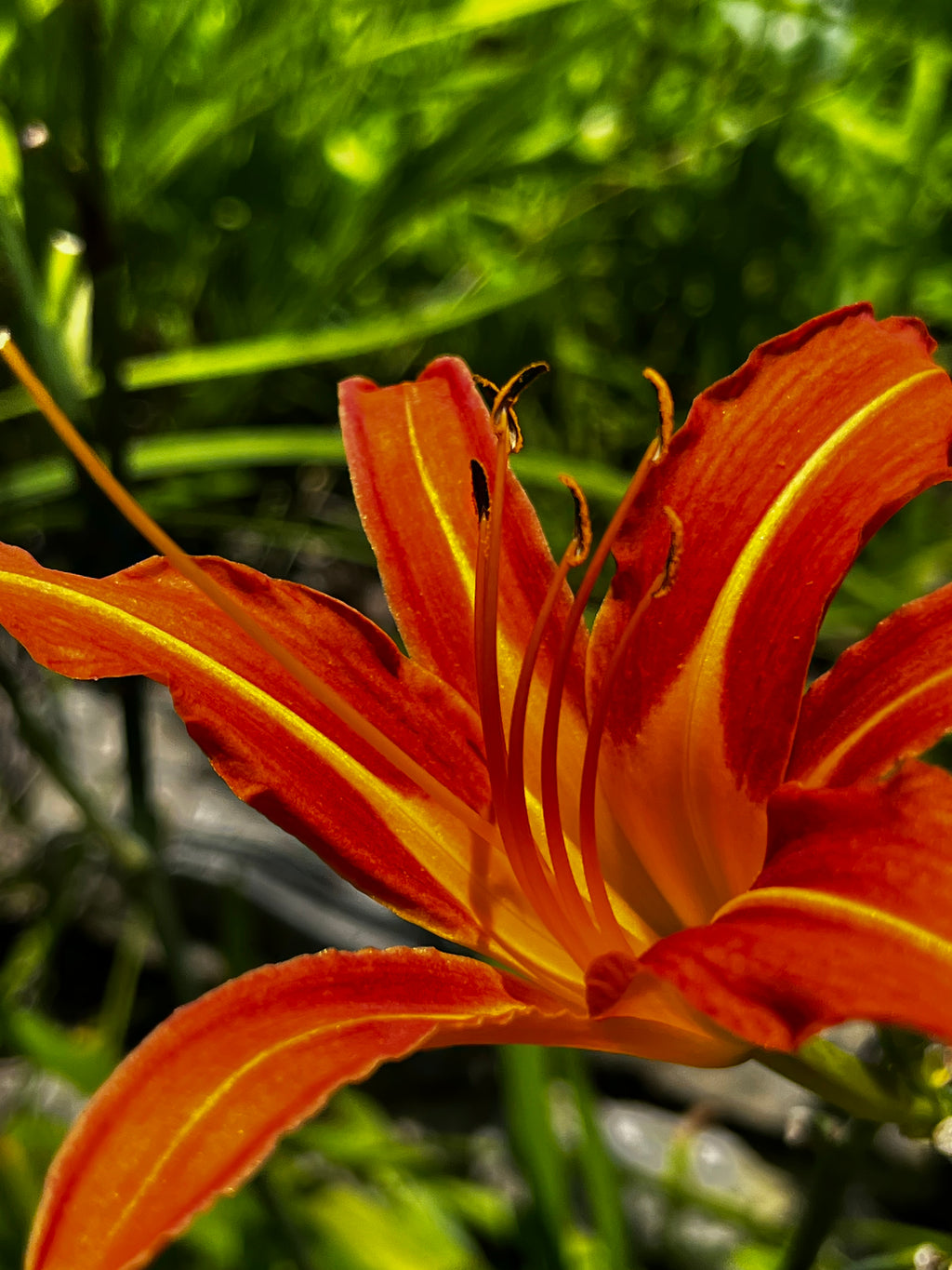 Orange Daylily in Sunlight – 3-Photo Digital Download Set