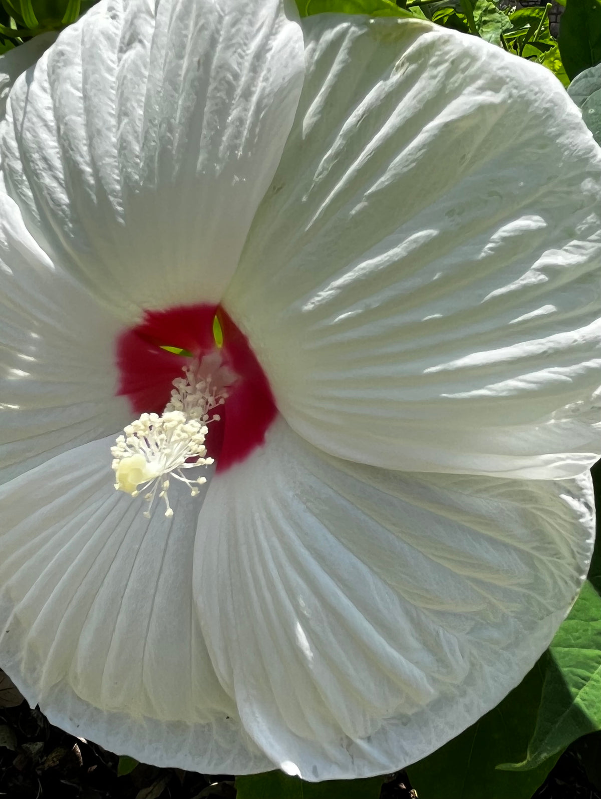 Hibiscus Garden Collection – 7-Photo Digital Download Set