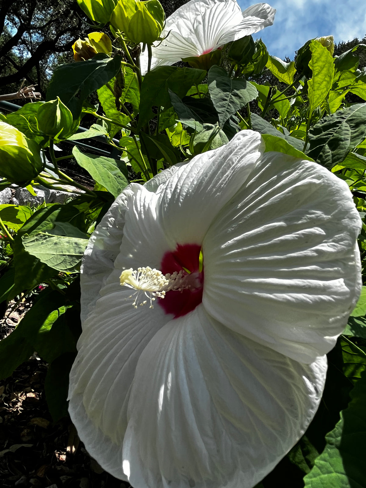 Hibiscus Garden Collection – 7-Photo Digital Download Set