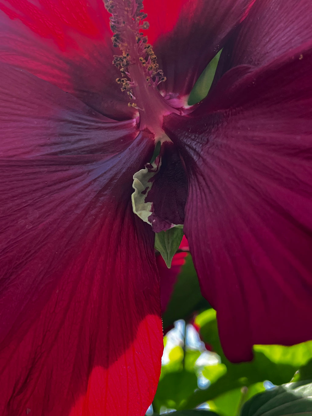 Hibiscus Garden Collection – 7-Photo Digital Download Set