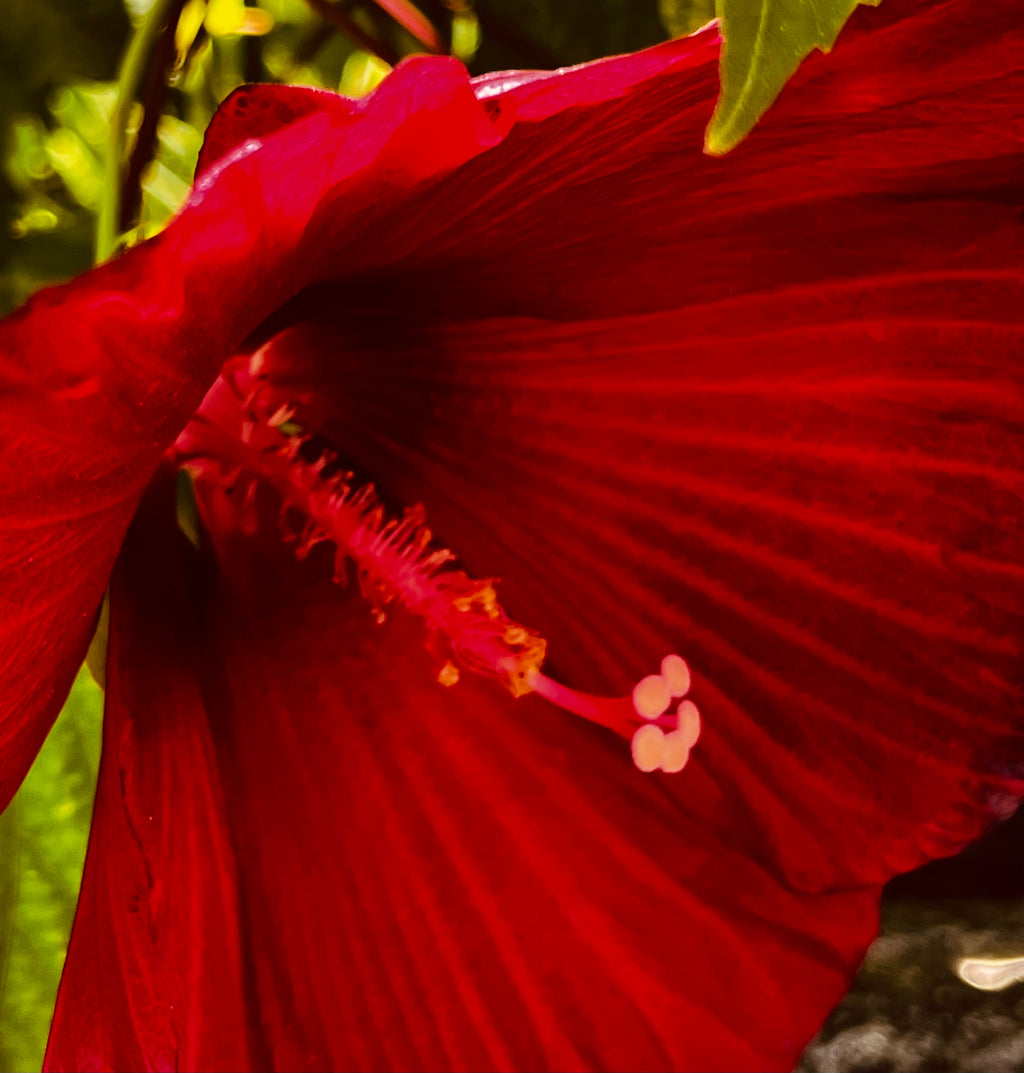 Hibiscus Garden Collection – 7-Photo Digital Download Set