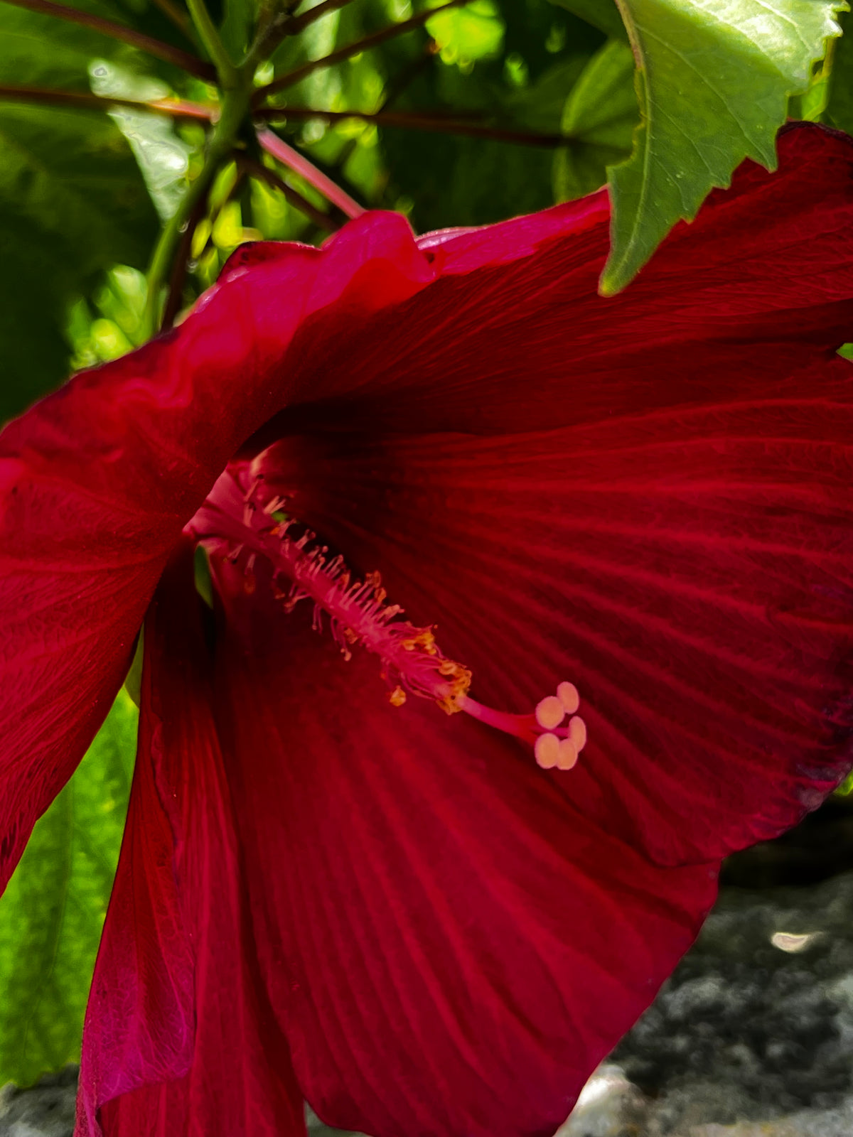 Hibiscus Garden Collection – 7-Photo Digital Download Set