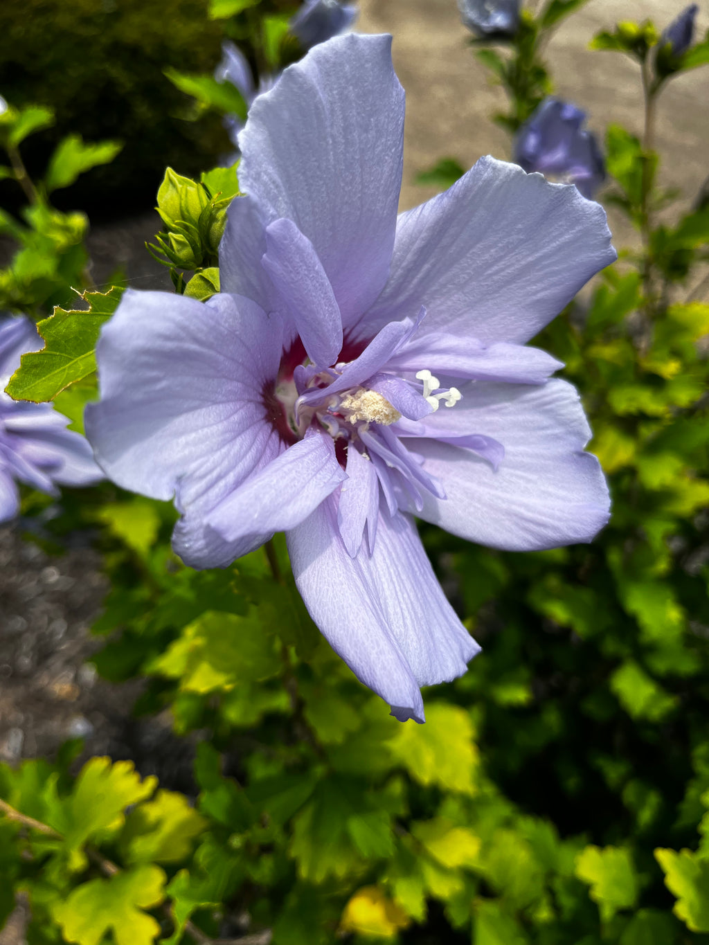 Hibiscus Garden Collection – 7-Photo Digital Download Set