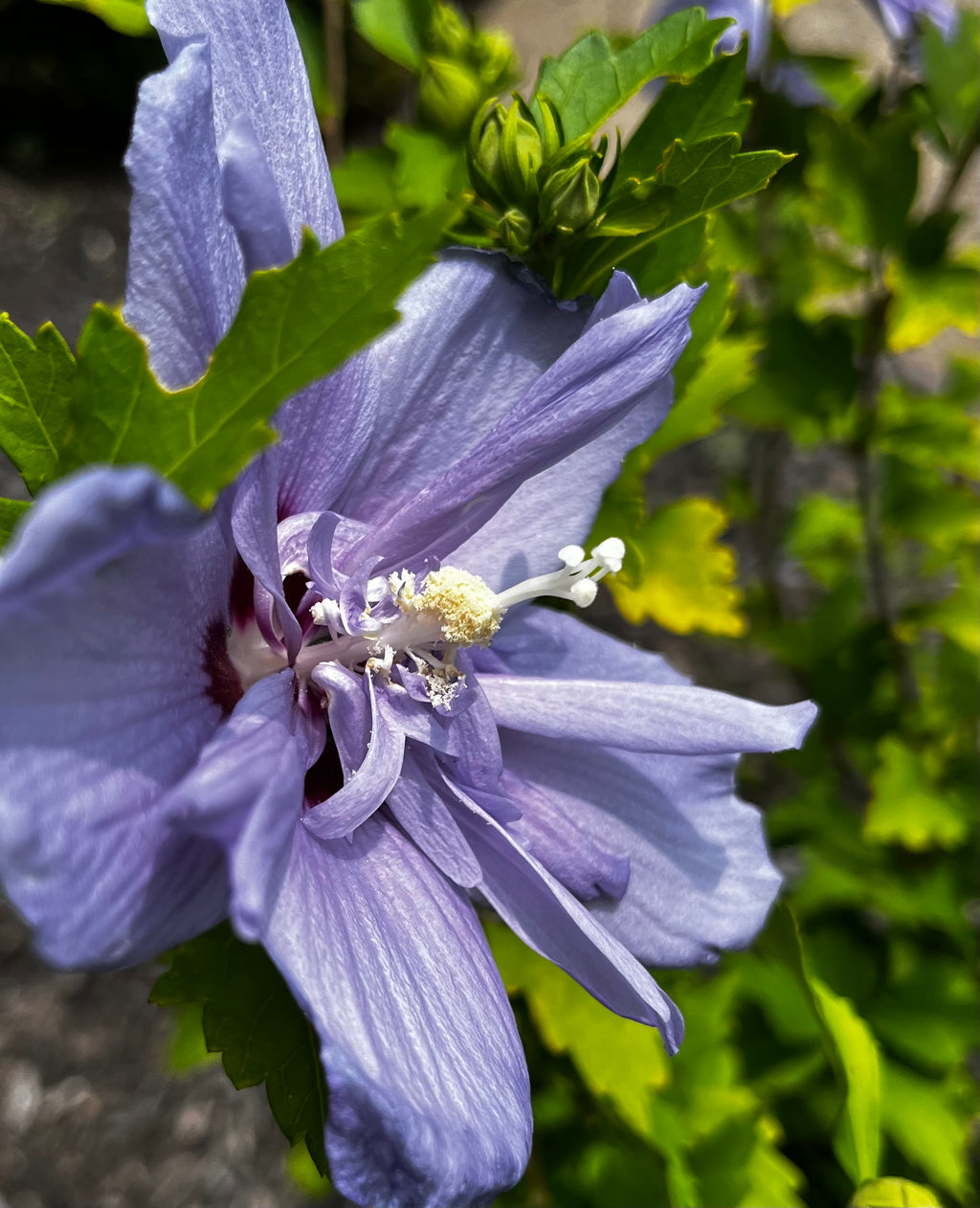 Hibiscus Garden Collection – 7-Photo Digital Download Set