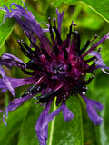 Mountain Cornflower Close-Up – Digital Download