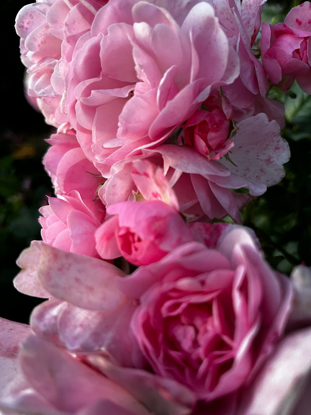Rose Garden in Bloom – 6-Photo Digital Download Collection