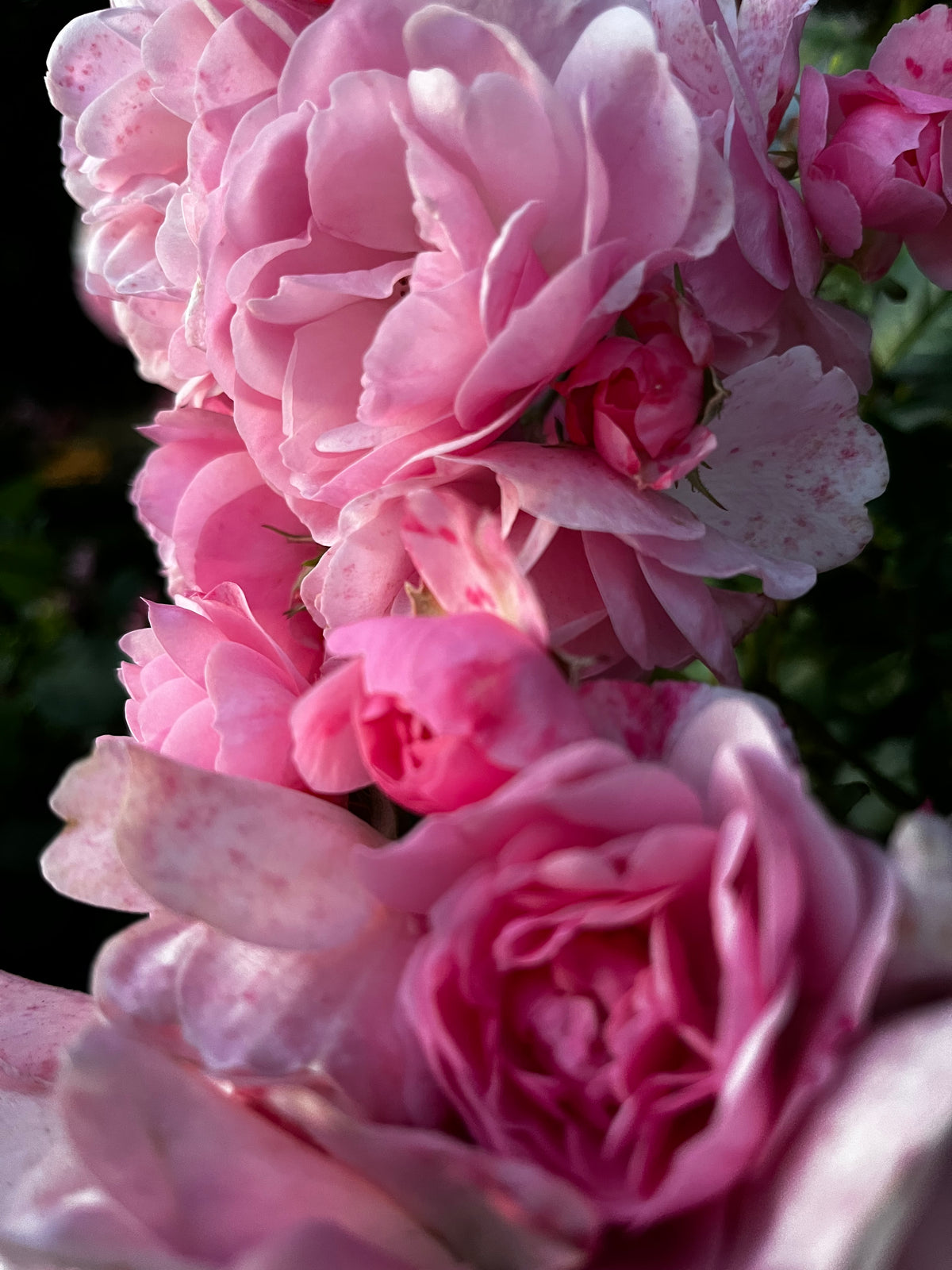 Rose Garden in Bloom – 6-Photo Digital Download Collection