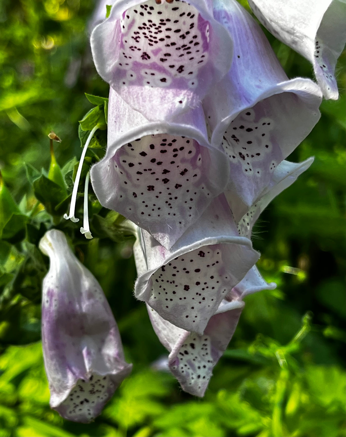 Foxglove in Bloom – Digital Download