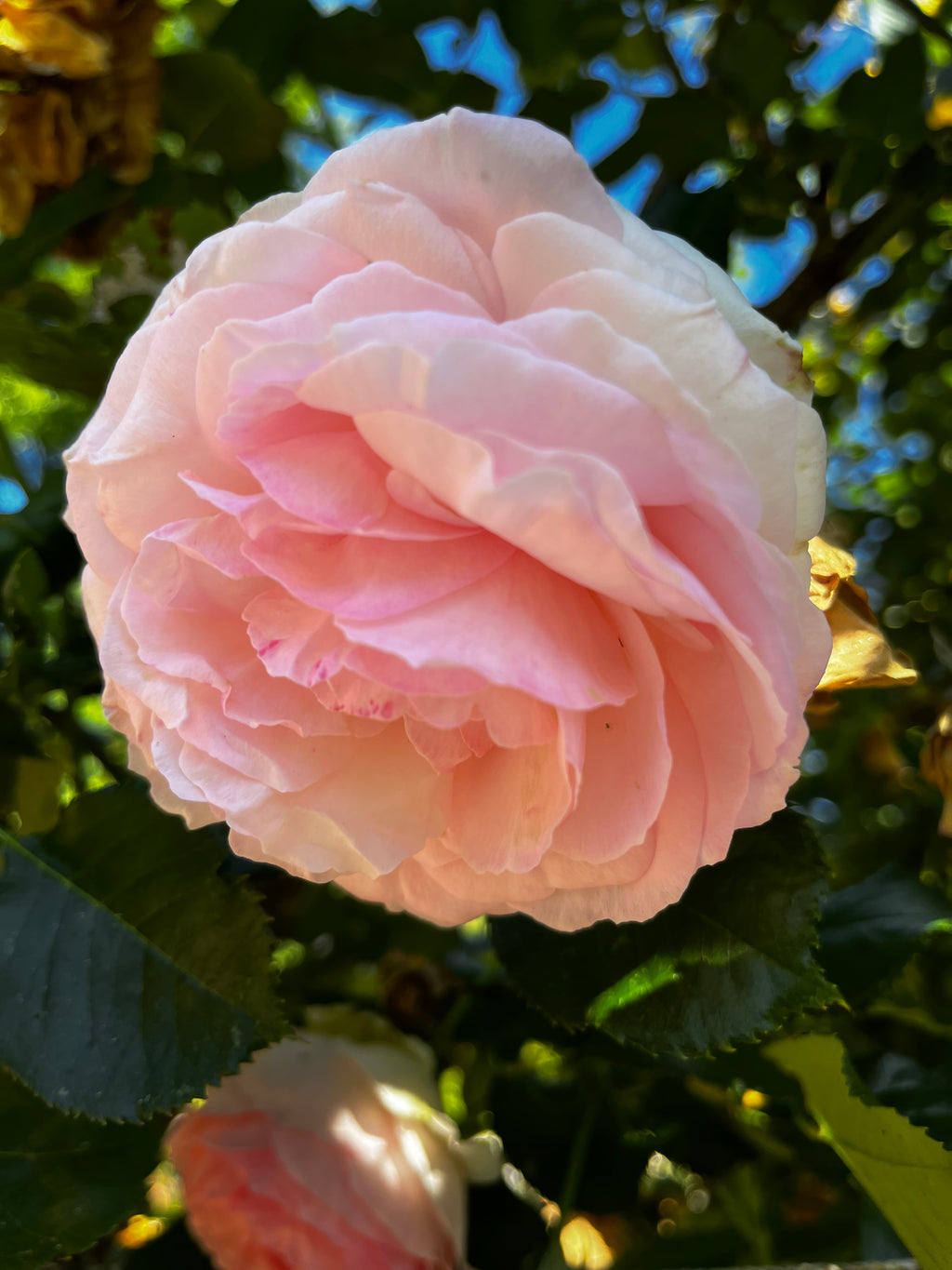 Rose Garden in Bloom – 6-Photo Digital Download Collection