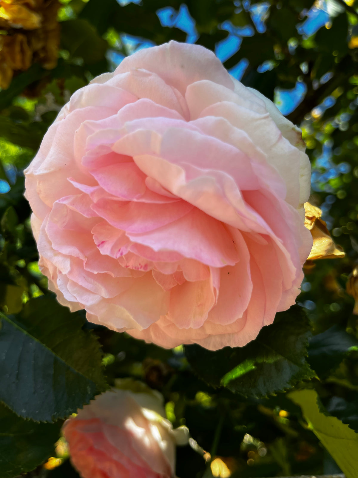 Rose Garden in Bloom – 6-Photo Digital Download Collection