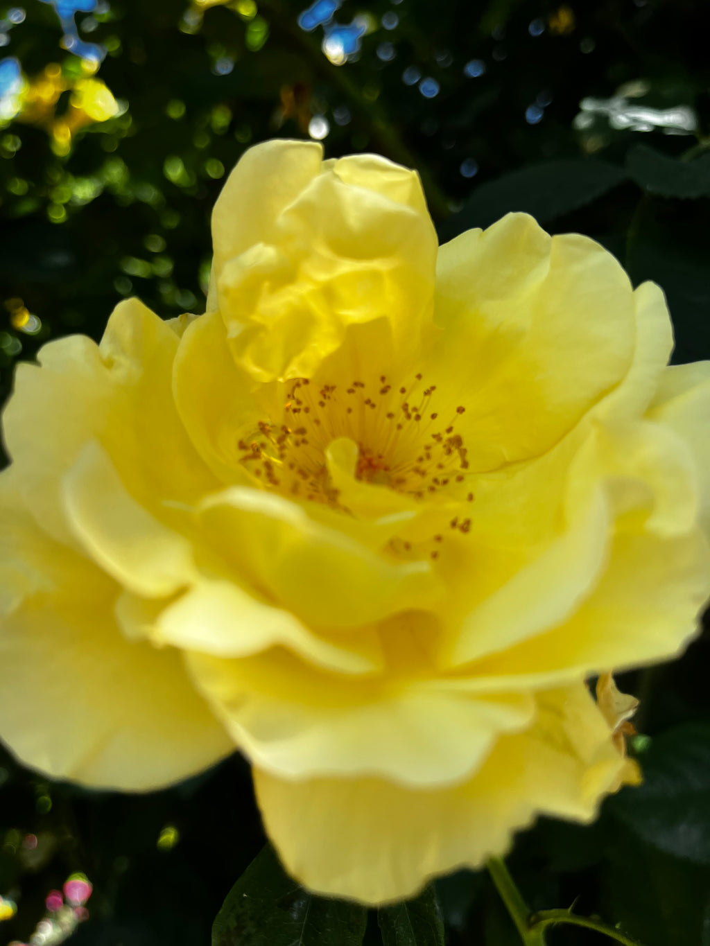 Rose Garden in Bloom – 6-Photo Digital Download Collection