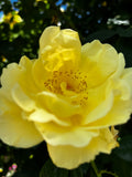 Rose Garden in Bloom – 6-Photo Digital Download Collection