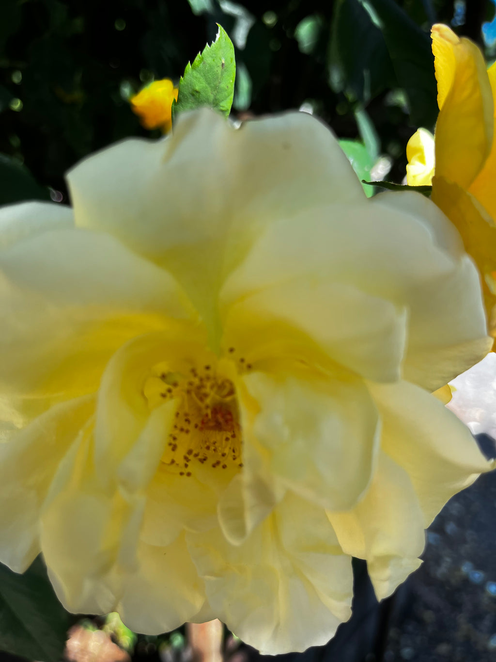 Rose Garden in Bloom – 6-Photo Digital Download Collection
