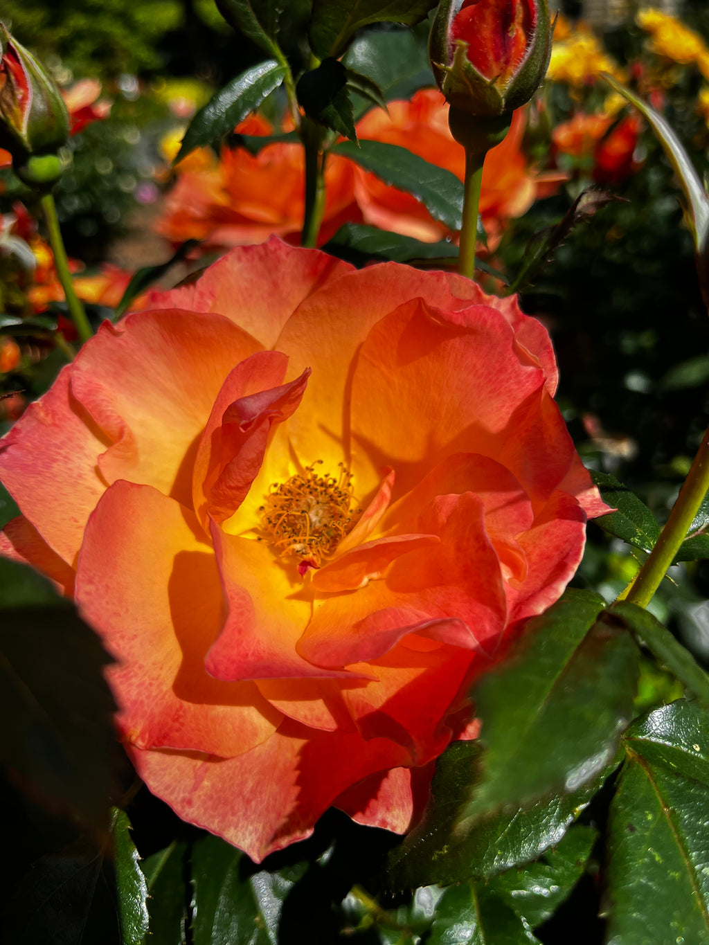 Rose Garden in Bloom – 6-Photo Digital Download Collection
