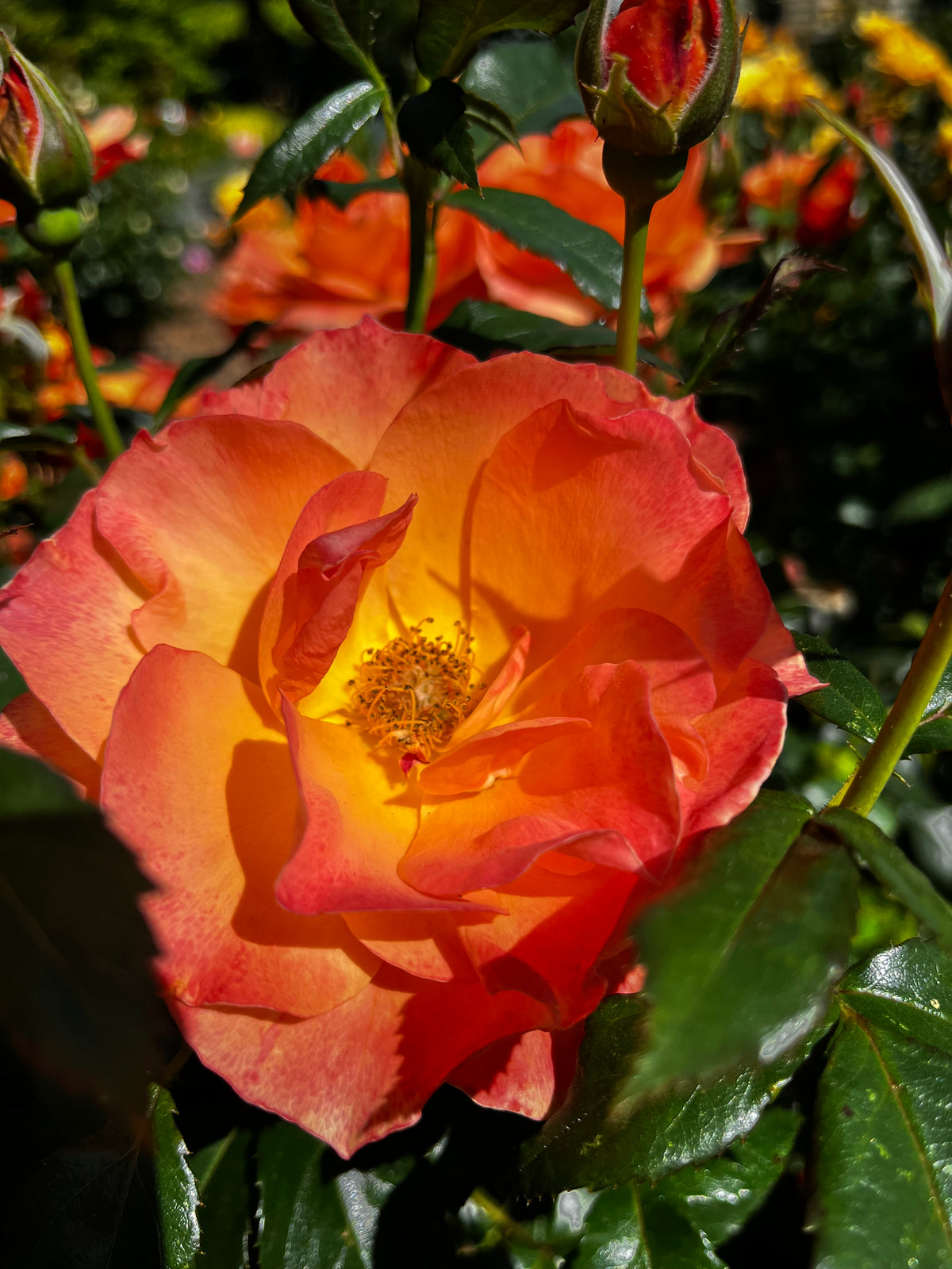 Rose Garden in Bloom – 6-Photo Digital Download Collection