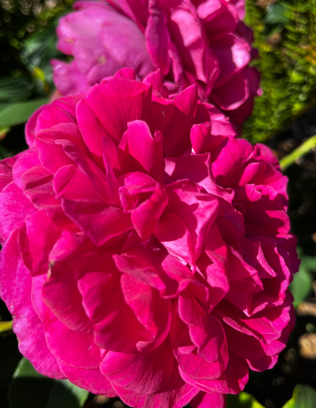 Rose Garden in Bloom – 6-Photo Digital Download Collection
