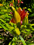 Daylily Buds Opening in the Sun – Digital Download