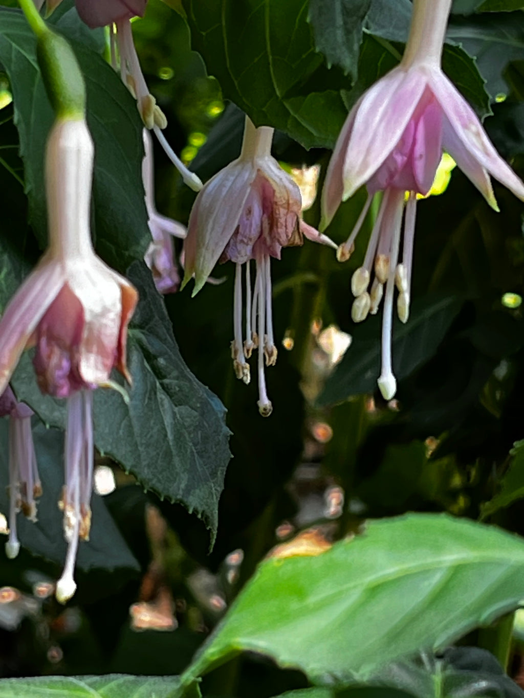 Fuchsia Blooms in the Dark – Digital Download