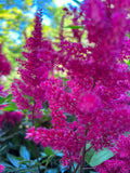 Magenta Astilbe in Bloom – Digital Download