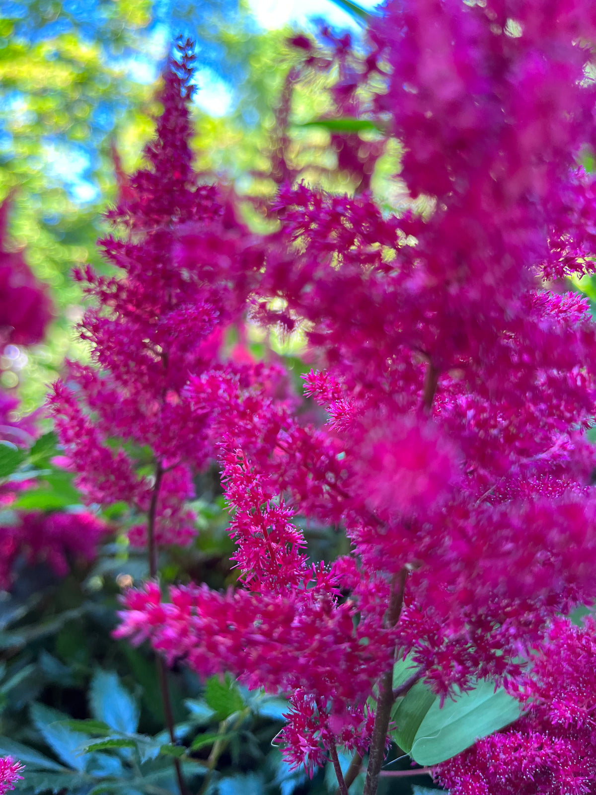Magenta Astilbe in Bloom – Digital Download