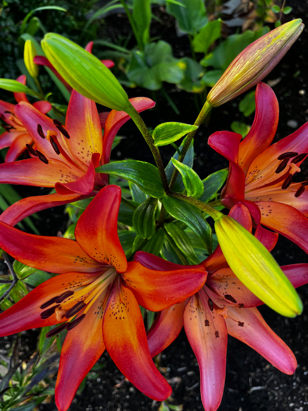 Fiery Asiatic Lilies in Bloom – 2-Photo Digital Download Set